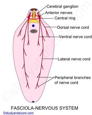 Fasciola hepatica, nervous system, cerebral ganglion, nerve cord, dorsal, ventral